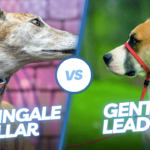 Martingale Collar vs Gentle Leader