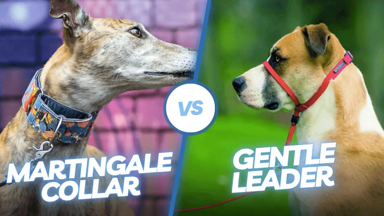 Martingale Collar vs Gentle Leader