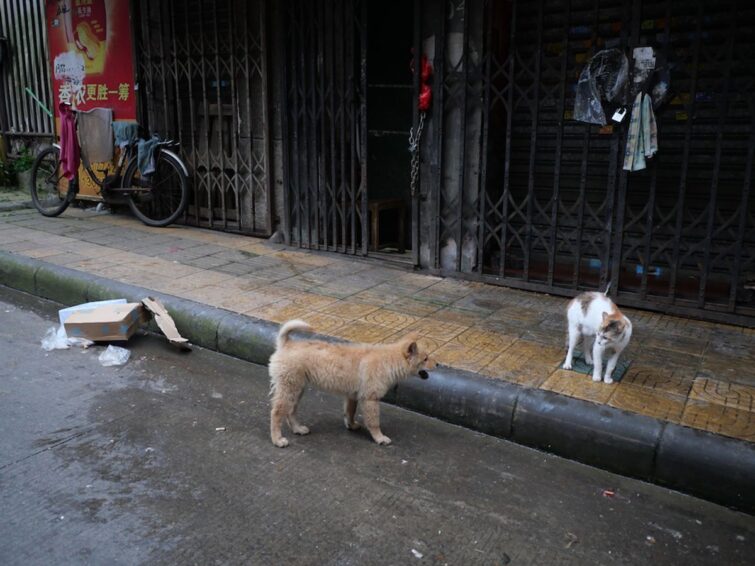 small dog wearing a bark collar in a cozy home setting