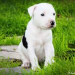 pitbull puppy exercising in a park