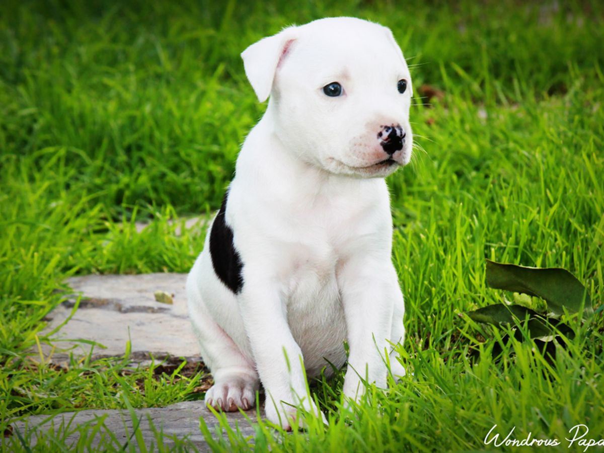 Essential Pitbull Puppy Exercises for a Healthy Start