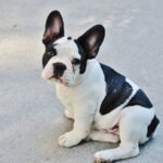 French Bulldog wearing a stylish collar in a park