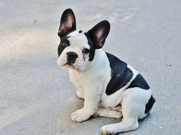 French Bulldog wearing a stylish collar in a park