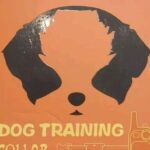 small dog with shock collar