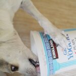 chihuahua enjoying treats