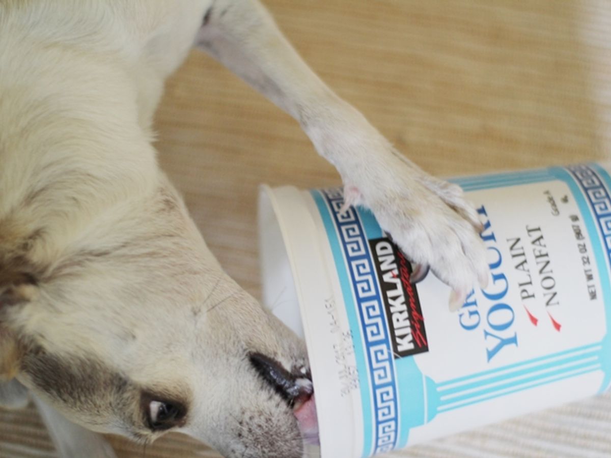chihuahua enjoying treats