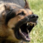 dog wearing shock collar