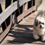 dog wearing a harness in a park