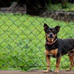 chihuahua in a safe yard with wireless dog fence