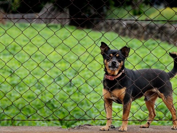 chihuahua in a safe yard with wireless dog fence