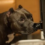 pitbull training in a park