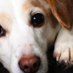 dog with boundary shock collar