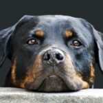 dog with collar in a park