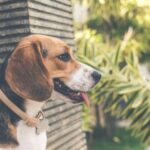 dog with shock collar in yard