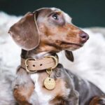 dog wearing flea collar in a park
