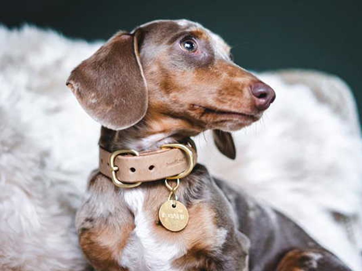 Do Flea Collars for Dogs Really Work? An In-Depth Look