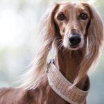 dog with shock collar