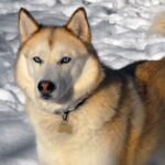 Siberian Husky training in a snowy landscape