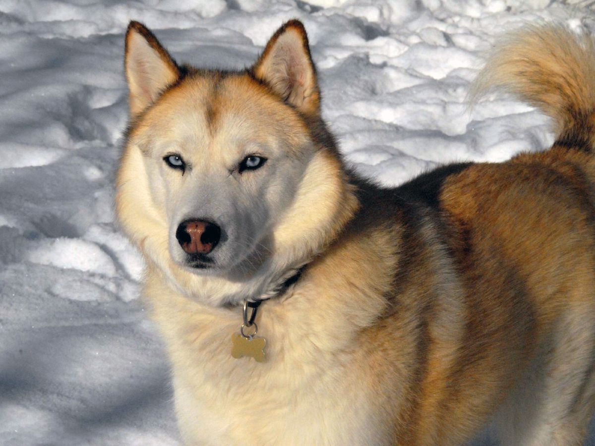 Siberian Husky training in a snowy landscape