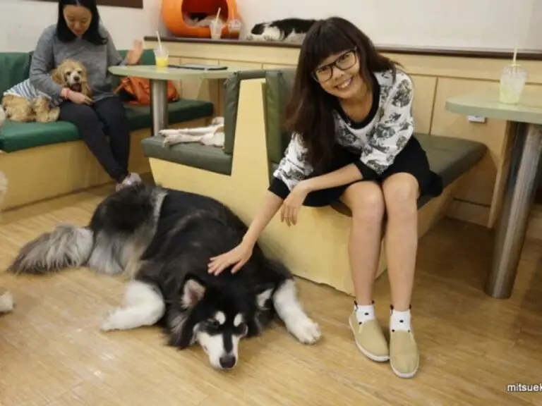 Finding The Best Dog House For Your Husky: Our Top Recommendations