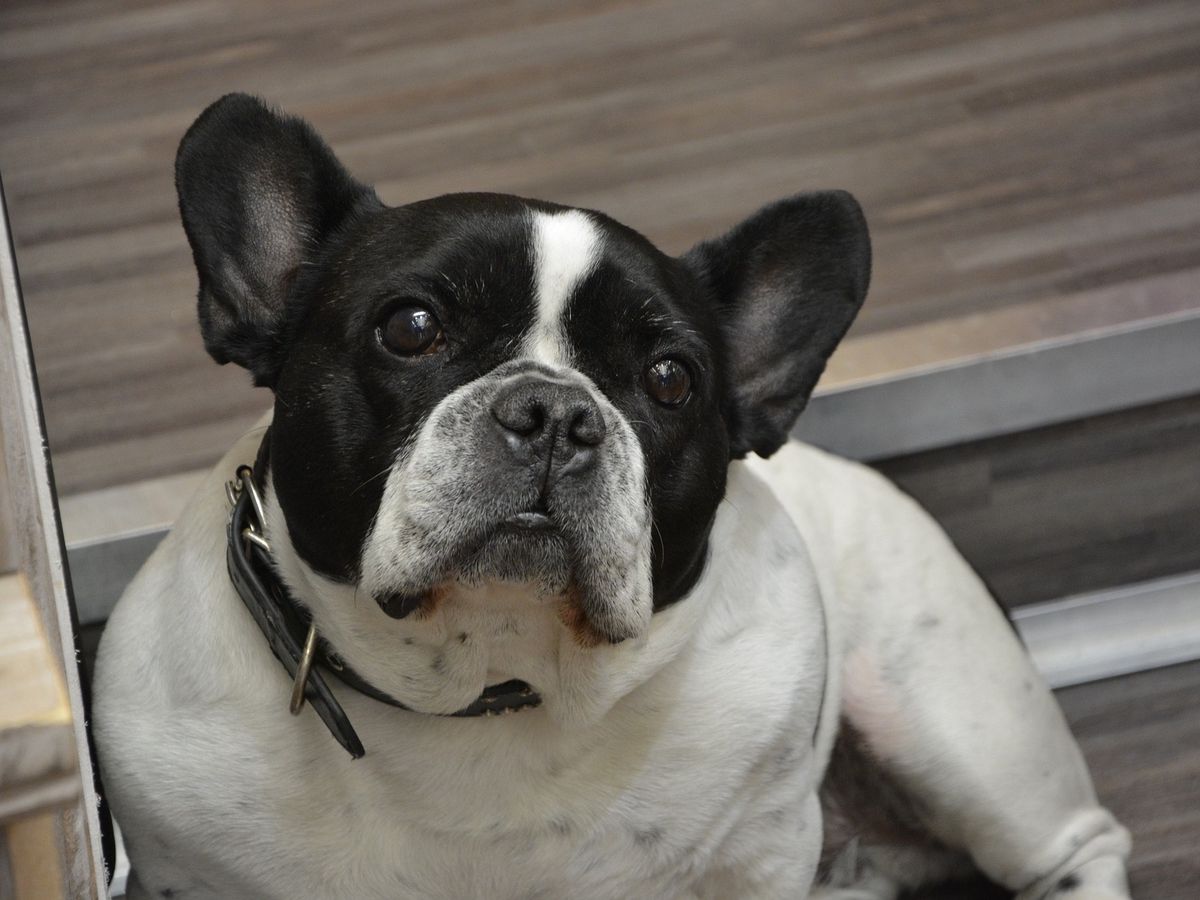 French Bulldog wearing a stylish fabric collar