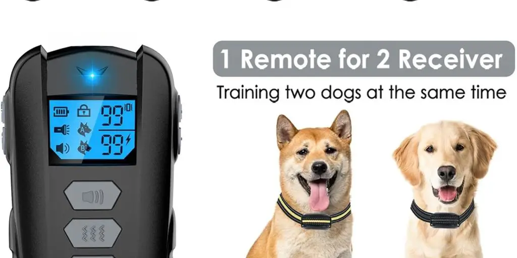 dog wearing training collar with adjustable settings