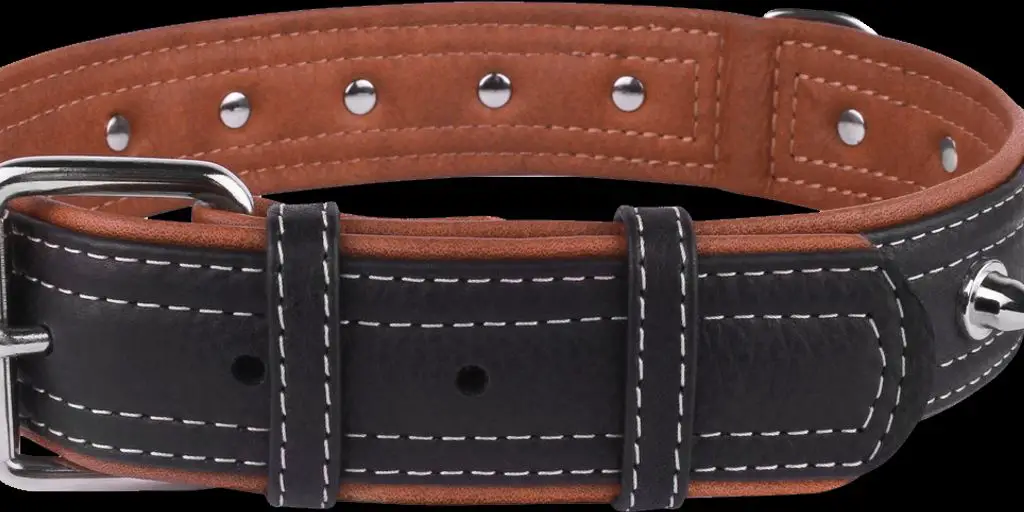 Best Dog Collars for Small Dogs: Style Meets Comfort 4 small dog wearing stylish and comfortable collar