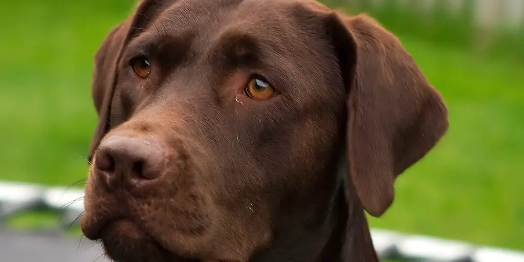 Labrador retriever wearing a solid color martingale collar