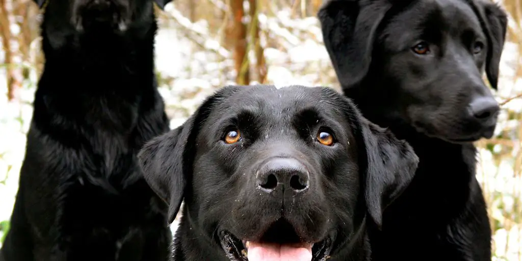 Labrador retriever wearing stylish dog collar outdoors