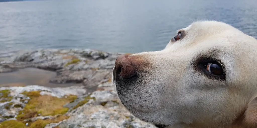 Labrador retriever wearing a personalized nylon dog collar
