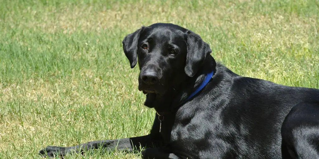 Labrador retriever wearing a reflective dog collar outdoors
