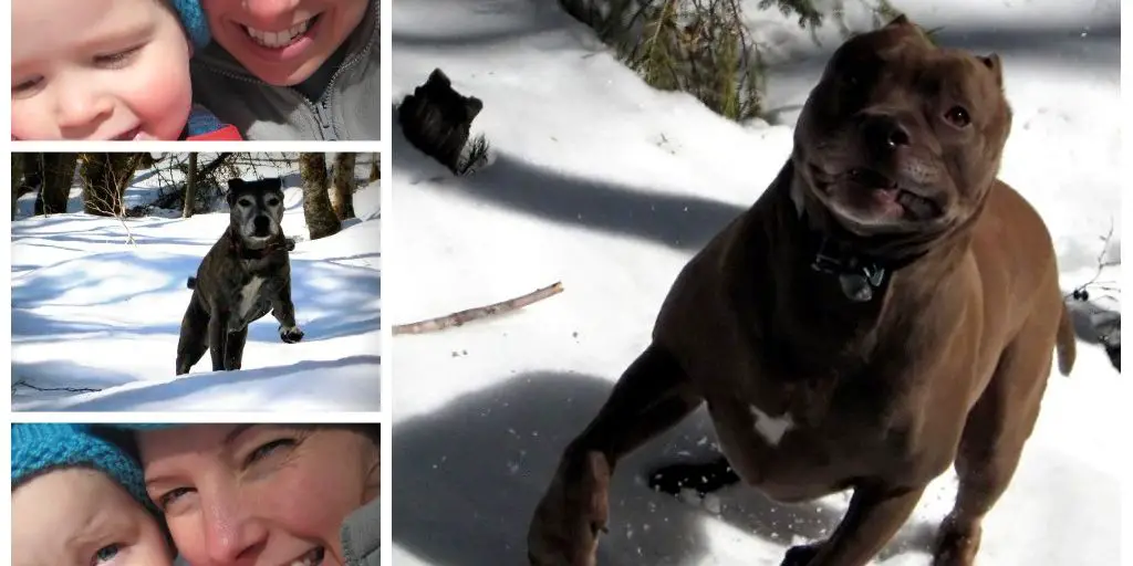 Essential Dog Hunting Collars for the Sporty Canine 3 dog wearing hunting collar in forest