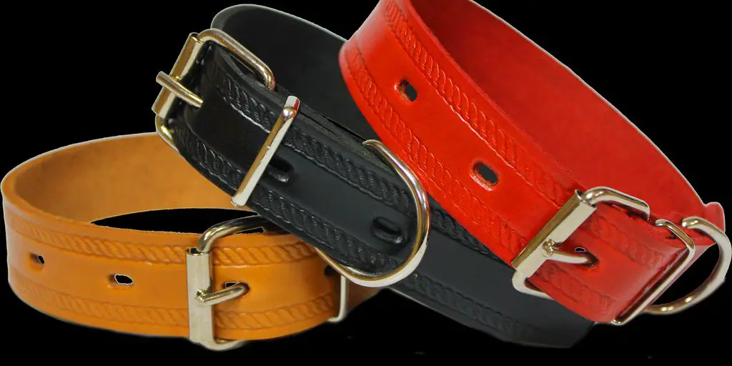 Finding the Right Shock Collars for Medium Dogs 6 medium dog wearing shock collar in a safe, controlled environment
