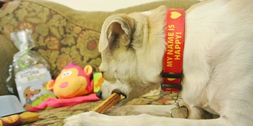 Luxury Redefined: Dog Collars Adorned with Diamonds 5 luxury dog collar with diamonds on a pampered pet