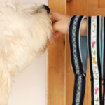 Unique Dog Collars That Stand Out