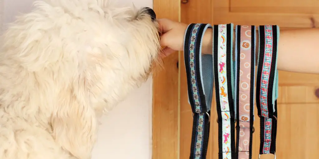 Unique Dog Collars That Stand Out