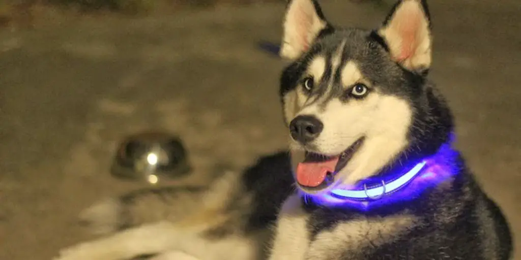 stylish dog collars on active dogs in a park