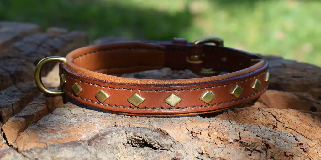 unique dog collars in a stylish setting with maintenance tools