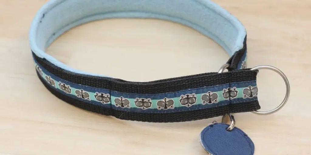 elegant dog collar with studs in a park setting