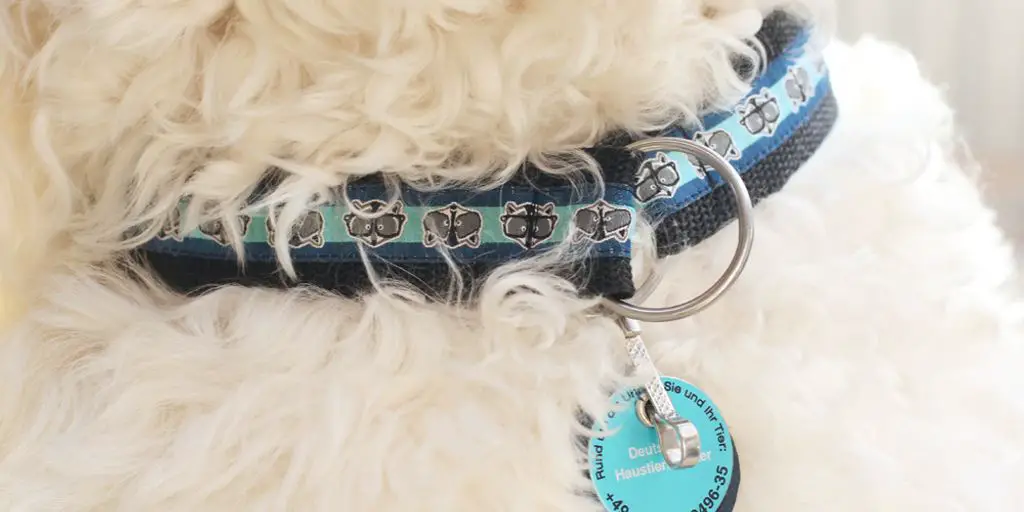 elegant dog collar with studs in a luxurious setting