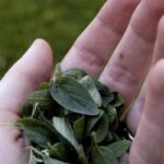 dog with oregano oil