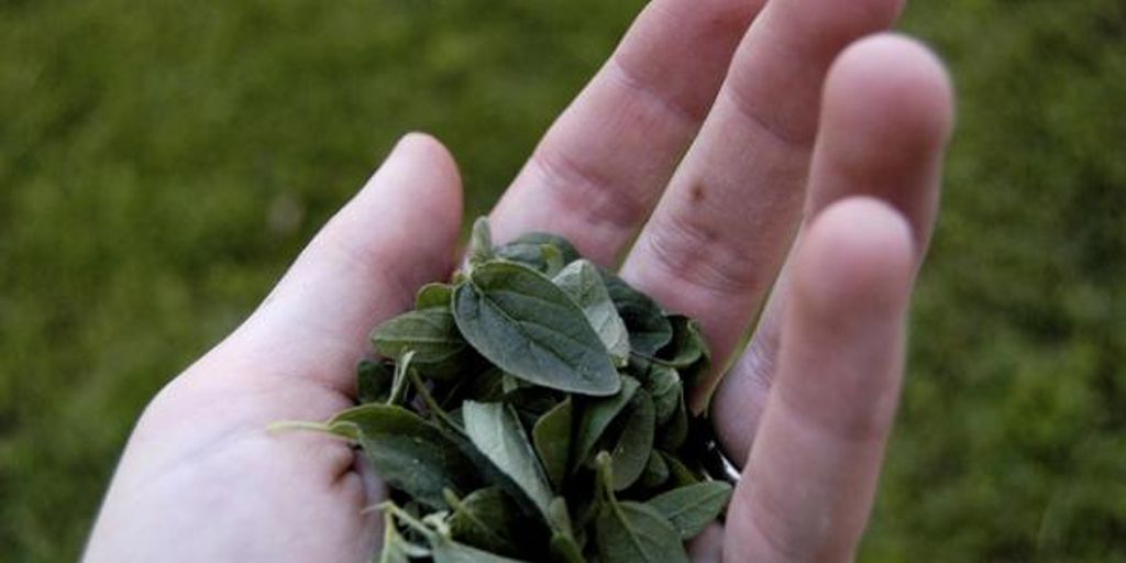 dog with oregano oil