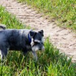 dog eating grass