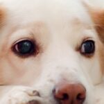 dog cysts