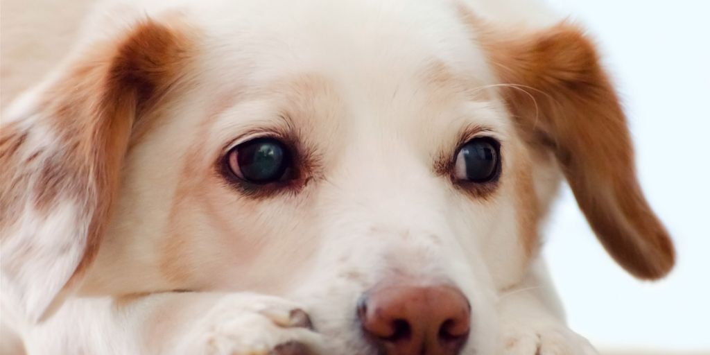 dog cysts