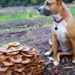 dog eating mushrooms