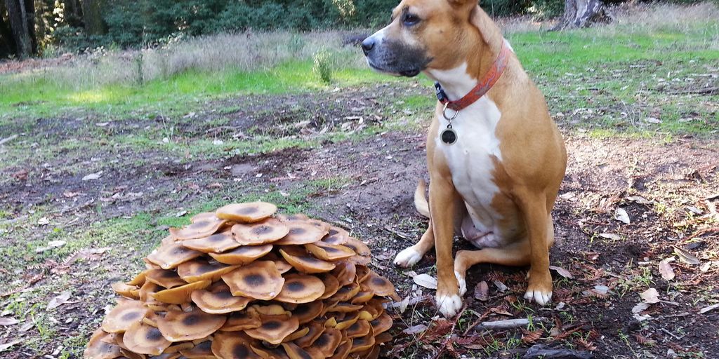 dog eating mushrooms