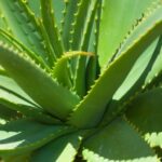 aloe vera and dog
