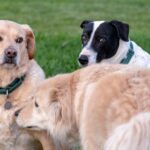 dog ear cropping
