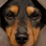 dog vomiting